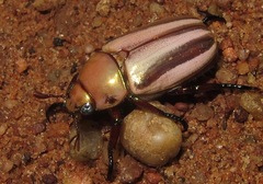 Pelidnota testaceovirens