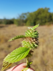 Leucas martinicensis