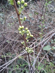 Spiraea thunbergii
