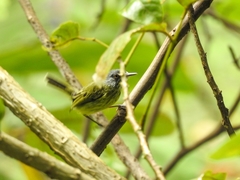 Todirostrum maculatum