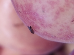 Drosophila melanogaster