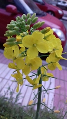 Brassica