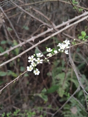 Spiraea thunbergii