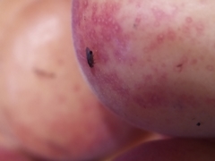Drosophila melanogaster