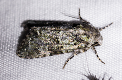 Lacinipolia strigicollis