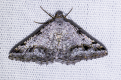 Digrammia pictipennata