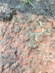 Symphyla