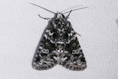 Lacinipolia olivacea