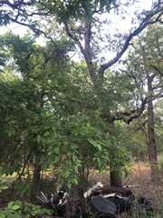 Baeolophus bicolor × atricristatus