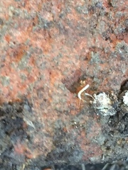 Symphyla