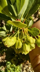 Lachnostylis bilocularis