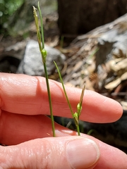 Carex tompkinsii