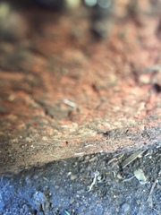 Symphyla