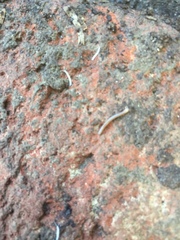 Symphyla