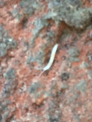 Symphyla