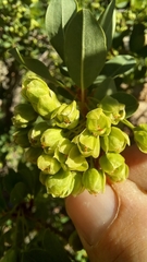 Lachnostylis bilocularis