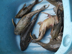 Pterygoplichthys pardalis