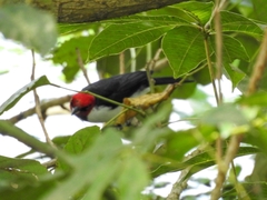 Paroaria gularis