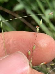 Panicum bergii
