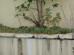 Kalanchoe laetivirens