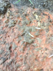 Symphyla