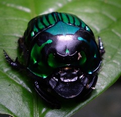 Oxysternon conspicillatum