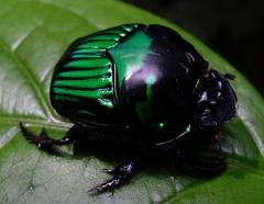 Oxysternon conspicillatum