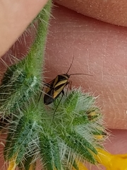 Plagiognathus moerens