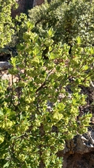 Lachnostylis bilocularis