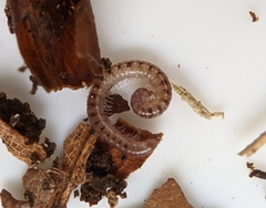 Proteroiulus fuscus