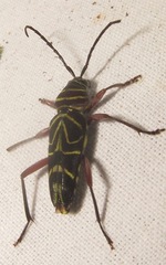 Megacyllene angulata