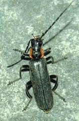 Cantharis
