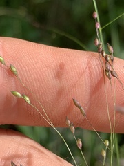 Panicum bergii