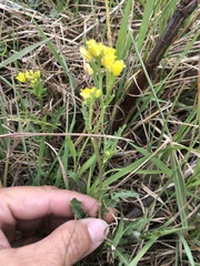 Rorippa sinuata