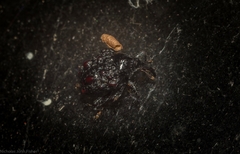 Hybophorus rufotuberosus