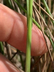 Panicum bergii