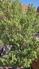 Lachnostylis bilocularis