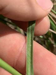 Panicum bergii