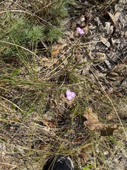 Callisia ornata