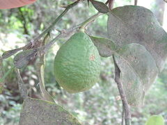 Citrus × limon
