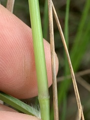 Panicum bergii