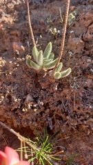 Tylecodon leucothrix