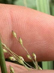 Panicum bergii