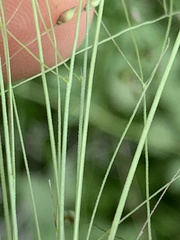 Panicum bergii
