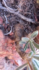 Tylecodon leucothrix