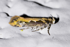 Ornativalva erubescens