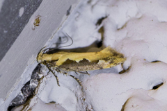Ornativalva erubescens