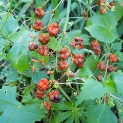 Crocosmia aurea aurea