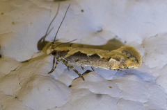 Ornativalva erubescens