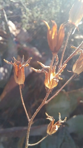 Tylecodon leucothrix